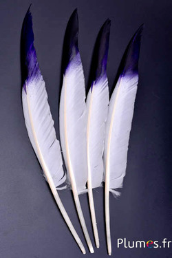 Schwan Schwert Spitze schwarz-violett  - 32-36 cm - weiss